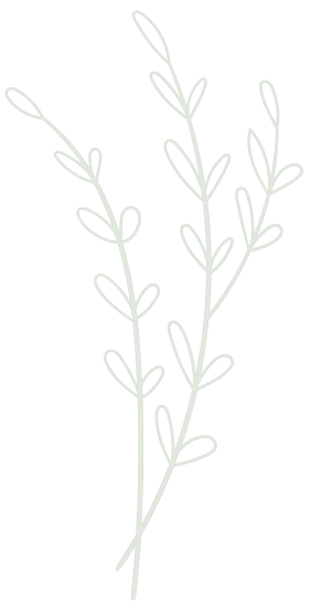 Plante